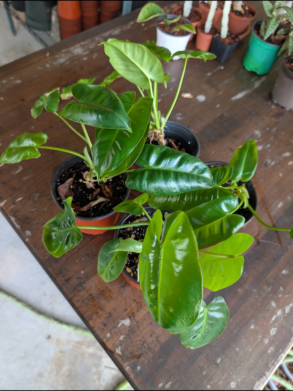 Philodendron 'Burle Marx' 4 Inch Pot Live Plant - Picture 3 of 4